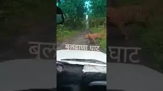 tiger in Buldhana Ghat || Maharashtra buldana