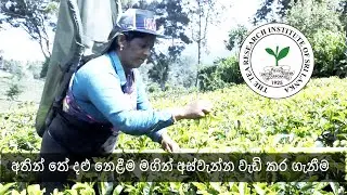අතින් තේ දළු නෙළීම මගින් අස්වැන්න වැඩි කර ගැනීම Tea Harvesting