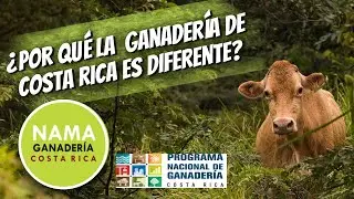 &iquest;Por qu&eacute; la ganader&iacute;a de Costa Rica es DIFERENTE? (NAMA Ganader&iacute;a 🇨🇷) 🐃 🐂 🐄 🌎