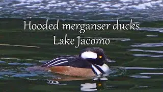 Hooded merganser ducks at Lake Jacomo, Missouri