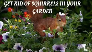 9 Plants That Keep Squirrels Away From Your Garden