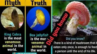 Amazing facts you should know | Interesting Facts | Factology | It's fact | #shortvideo | #shorts |