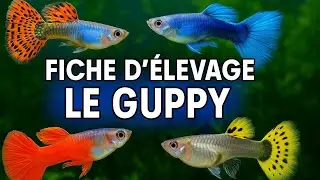 Fiche d'&Eacute;levage du Guppy 🐠 | Conseils et Astuces pour D&eacute;butants