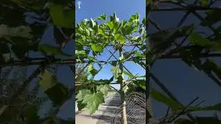 Platane Spalierbaum | Platanus Hispanica