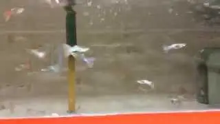 Pink Variegated Guppy Tank