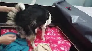BlackMoonIcies, unser allererster Islandhund Welpe wird geboren.