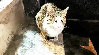 Poor disabled cat resting on the street corner, feeding cats, cute animals #cat #cats #kindness #usa