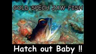 The Gold Spech Jaw fish hatch out their Baby