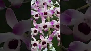 Orqu&iacute;dea Olho de Boneca.