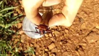 Welcome to Australia - Prionine Beetle sp.