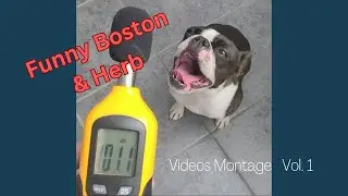 Best Funny Dog Videos - Boston Terriers Vol.1