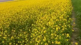 প্রকৃতি দেখতে খুব সুন্দর 