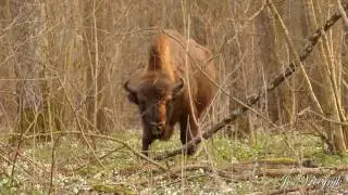 Bison bonasus, Wisent, Bison d Europe, Bisonte europeo, Zubr, Visent, primeval forest
