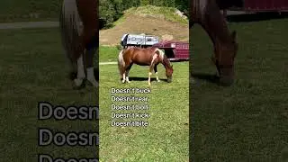 Hoof problems #horse #equestrian #animals #farmlife
