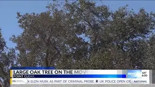Point Clear development relocates heritage oak trees to &lsquo;preserve history&rsquo;