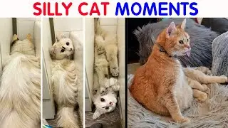 20 Cats That Did Something Incredibly Silly and Their Owners Managed to Capture It