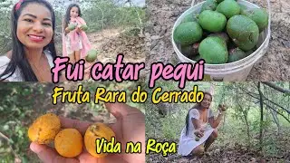 Fui CATAR PEQUI ||  a CHUVA quase me pegou || fruta Rara do Cerrado 