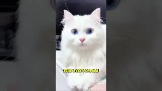 Why Kittens Have Blue Eyes and How They Change Color! 😻💙