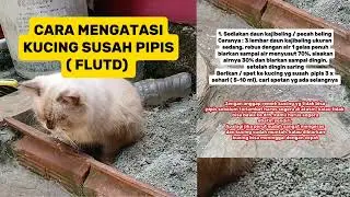 Cara mengatasi kucing susah pipis | tips mengatasi kucing tidak bisa pipis
