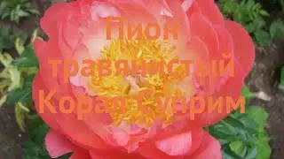 Пион травянистый Корал Суприм (koral-suprim) 🌿 обзор: как сажать, луковицы пиона Корал Суприм
