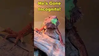 Bearded Dragon&rsquo;s Salad Mustache?! 😂🥬 #Shorts
