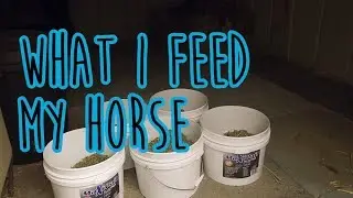 What I Feed My Horse // New intro!