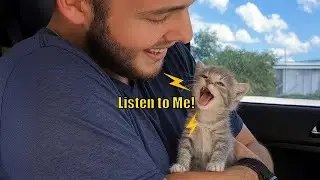 This Cat Talks Back Like a Human 😹🗣️ | Funniest Reactions