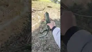 Floridians picking up cold-stunned iguanas