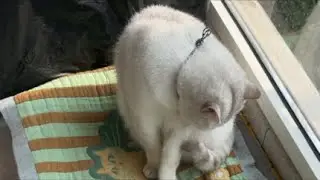 ASMR Cat Grooming & Self-Licking: Purrs, Brushing, and Pure Bliss 🐾