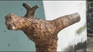 M811 gl d&uacute;i 100k LH 0707713796 Khương bonsai 
