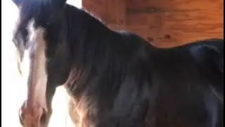 Colordale Farm Horse Boarding Video
