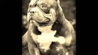 JB BULLIES IL BARON PROMO/STACKD UP MAGAZINE/FIVE STAR FILMS