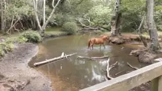 New Forest Country Walk   Beaulieu River from Pig Bush Car Park round
