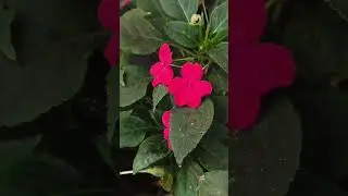 #flowers #nature #home #relaxing #calm #music