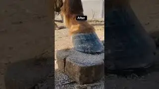 #hoof #horsecare #satisfying #restoration
