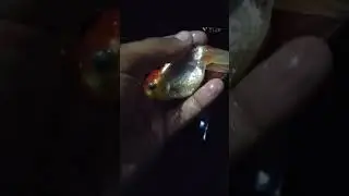 my Redcap gold fish 😱😁 #viral #fish #fishlover #viralshorts #goldfish #youtubeshorts #shorts #reels