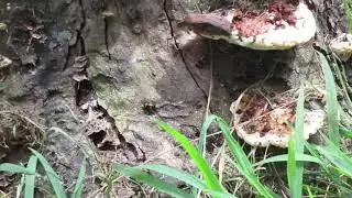 Red Beetles to the Slater Park Tree