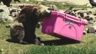 Orca Cooler | Grizzly Bear Looks Silly