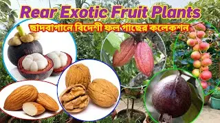 😱😱 ছাদবাগান এর জন্য বিদেশী ফল গাছের কালেকশন | Exotic Plant | Exotic Fruit Plant #beesgardening