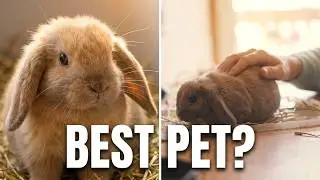 Chai The Rabbit