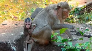 A Baby Monkey&rsquo;s Plea for Milk Meets a Mother&rsquo;s Firm Patience, Revealing a Quiet Bond of Devotion