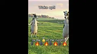 IT'S THE FIRST OF THE MON #shortsfeed #fypシ゚viral #urgirltokki
