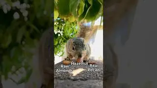 Squirrel Chooses Food Chubby Boy edition #animals #games #kawaii #cute #reaction #live #feed #reels