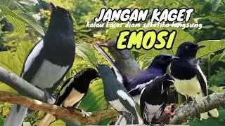 Pancingan handal buat kacer apapun auto NYAUT EMOSI