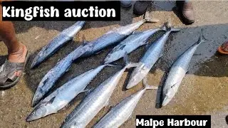 Kingfish auction #kingfish#anjal fish /surmai fish /fish auction /fishing /sealife
