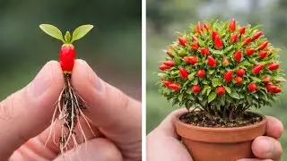 How to grow Radish from Aloe Vera at home #viral #trending #shorts