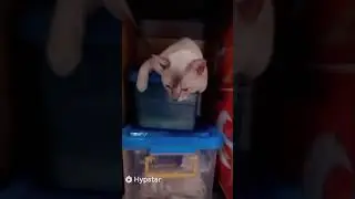 my cute cat Gomes is moping, cause We left him alone for 3 days let him being taken care by a friend