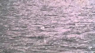 storm petrels