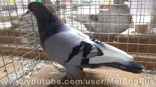 Culbutant Lillois Bleu Barr&eacute; - Lille Tumbler Pigeon - Liller T&uuml;mmler - Capitombolante di Lilla