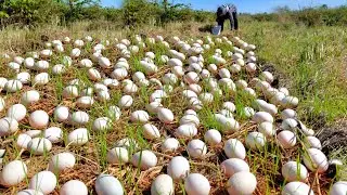 Wow Wow amazing  -A farmer picked a lot of wild duck eggs from the straw.
